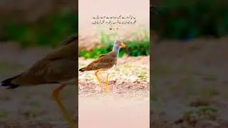 it's true 😭💯#fyp #fypviral #sadpoetrystatus #foryoupage @tahirsial3492 @ARYDigitalasia