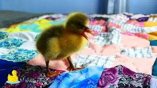 Imprinted Baby Gosling Living in Our House
