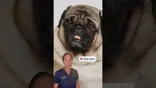 Raw Dog Food: What Vets Really Think