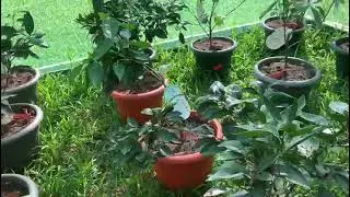 Nouveaux arbres fruitiers agrumes & pommiers