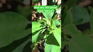 The amazing dancing plant #shorts #plants #dancing #houseplants #weirdfacts