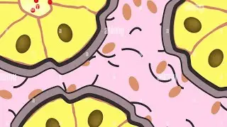 Histologia del tejido epitelial glandular -UNRC