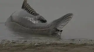 Legend of the Fish Mother Indigenous Creation Story Ethereal Music 1080P