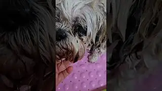 How to clean your dogs eyes, eye booger removal, Shihtzu