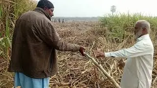 #farm visits to check the crop status after harvesting for selection of second ratoon.