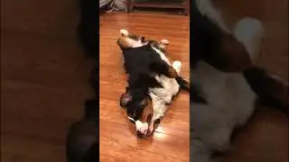 Bernese Mountain Dog is relaxing #dog  #shorts