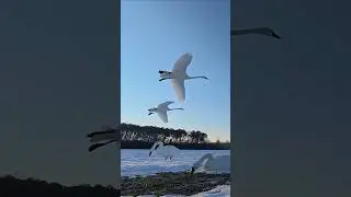 Tundra Swans Locked Up! #hunting #hunter #huntingseason #waterfowl #duckhunting
