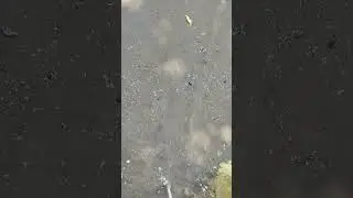 राख