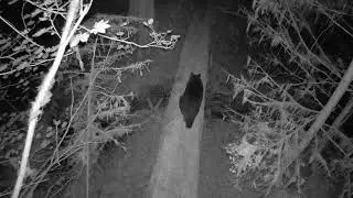 Bear wonders across log bridge at night as seen from above.