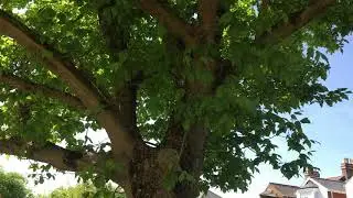 Box elder (Acer negundo) - trunk & leaves - May 2018