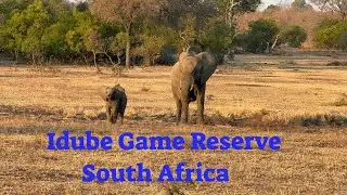 Idube Game Reserve - South Africa