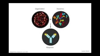 GLSE Talks:  The Biophysical Mechanism of B Cell Anergy B Cell Anergy