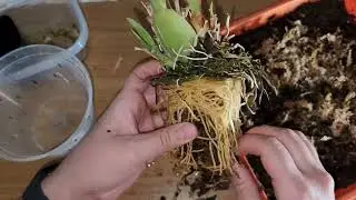 Up-Potting Miltoniopsis Snow Charm 