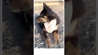 [Vlog]Introvert dog's first time visiting a Canadian dog park