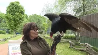 This Rehab Oasis Cares For Hundreds of Injured Raptors