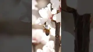 Why Bees Are Our Food Heroes! 🐝 #Pollination #FoodHeroes #SaveTheBees #Ecosystem #FoodSafety