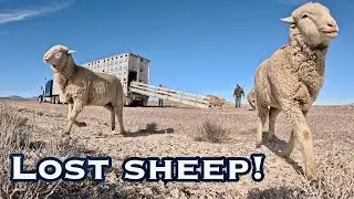 Six Trucks, Slick Roads, and Missing Sheep | Life on the Ranch