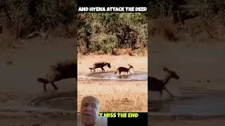 Cor&ccedil;a consegue fugir da Hiena que estava chegando para pega-la&hellip; #nature #cor&ccedil;a #hiena
