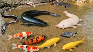Menangkap Ikan Lele Dumbo Dalam Lubang,Ikan Koi,Ikan Cupang,Ikan Sapu-sapu,Kelomang,Ikan Gabus,Belut