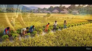 How Farmers Grow Rice in Sri Lanka