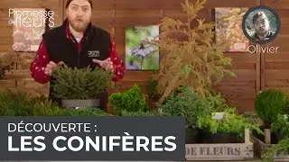 Découverte : les conifères
