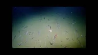 High density biological community at Astoria Canyon