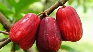DILUAR DUGAAN!! Inilah 15 Manfaat dan Khasiat Buah Jambu Bol untuk Kesehatan
