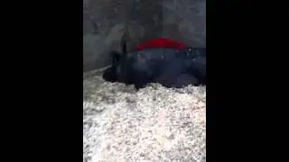 Bruno the pig, Camp Akeela.