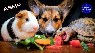 Dog Turtle Tortoise Guinea Pig ✨ ASMR Mukbang Eating for Sleep