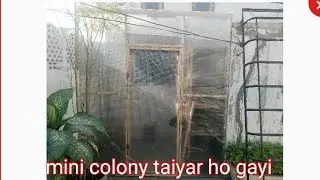 mini colony taiyar ho gayi || chicks expired bhi ho gay 😢😟😢