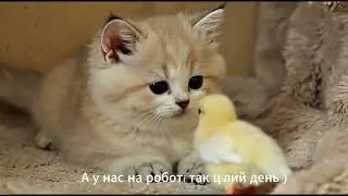The chicken and the cat are friends forever