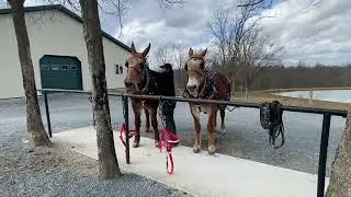 MIKE AND MOLLY MULE TEAM ANYONE CAN DRIVE! DONT MISS THESE LIMESTONE EQUINE