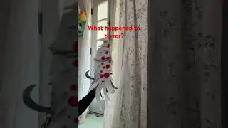 What happened to terror? #dragonpuppets #newyearnewus #fypシ #terror #trauma #triggerwarning