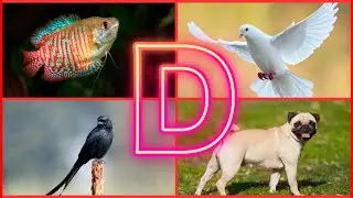 Animals Name Starting With D | Amazing Animals And Birds Name Starting With Alphabet D For Kids 