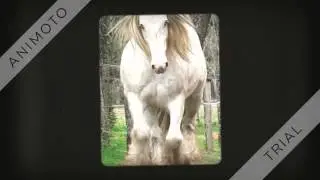 Bounce Back Horse Fence