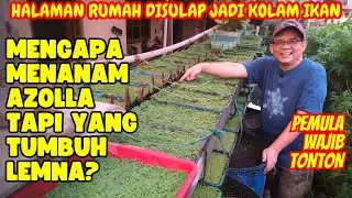 LUCU ! TANAM AZOLLA TUMBUH LEMNA. INILAH PENYEBAB DAN SOLUSI AGAR AZOLLA TUMBUH DENGAN BAIK !
