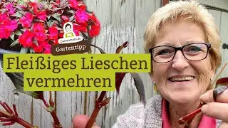 Flei&szlig;iges Lieschen vermehren - M&ouml;glichkeiten und Anleitung f&uuml;r Stecklinge