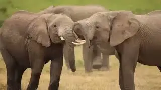 When Nature Calls - The Raw Power Of Animals Mating