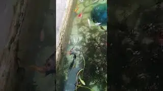 #ikanhias #fish #farm #kolammini #breedingfish #funny #fyp #kejam_x #shorts #shortvideo