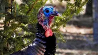 Spring Turkey Season is open in Minnesota