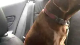 Shake ur Jake (future Grammy winner)