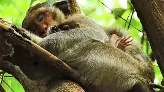 Very warm grooming, Mom Casi hold baby monkey Celine lull to sleep on her chest.