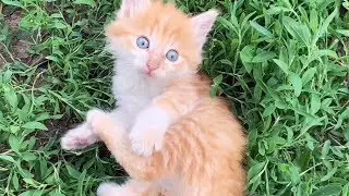 Милый котик играется//Самое милое видео// Cute cat is played// The cutest video// Funny cat