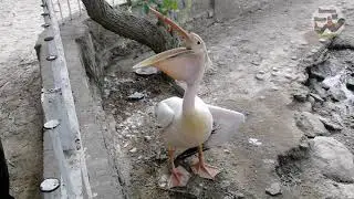 Visit In DG Khan Zoo
