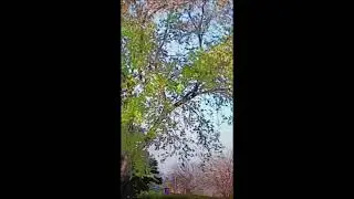 short timber