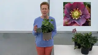 Hellebores with Rosy Hardy