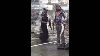 Anglers caught CHEATING in fishing tournament by stuffing fish with weights!!