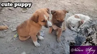 Dog mating scene| animal lover |Hunter dog|naughty dog|natural video |Nature Ajay 