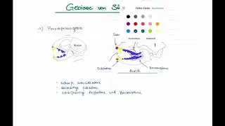 Gebisstypen (Ergebnissicherung)