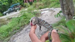 Catching insects. There is a gecko  attacking.